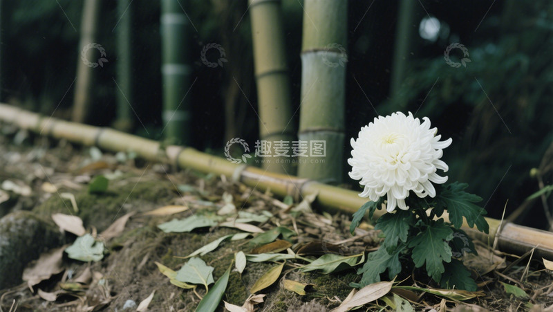 高清大图下载【趣麦麦图】野外竹林中的菊花