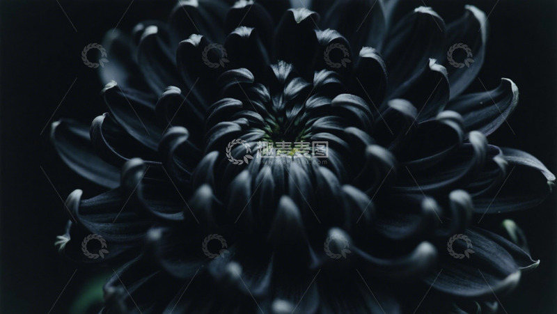 高清大图下载【趣麦麦图】黑色菊花实拍海报素材