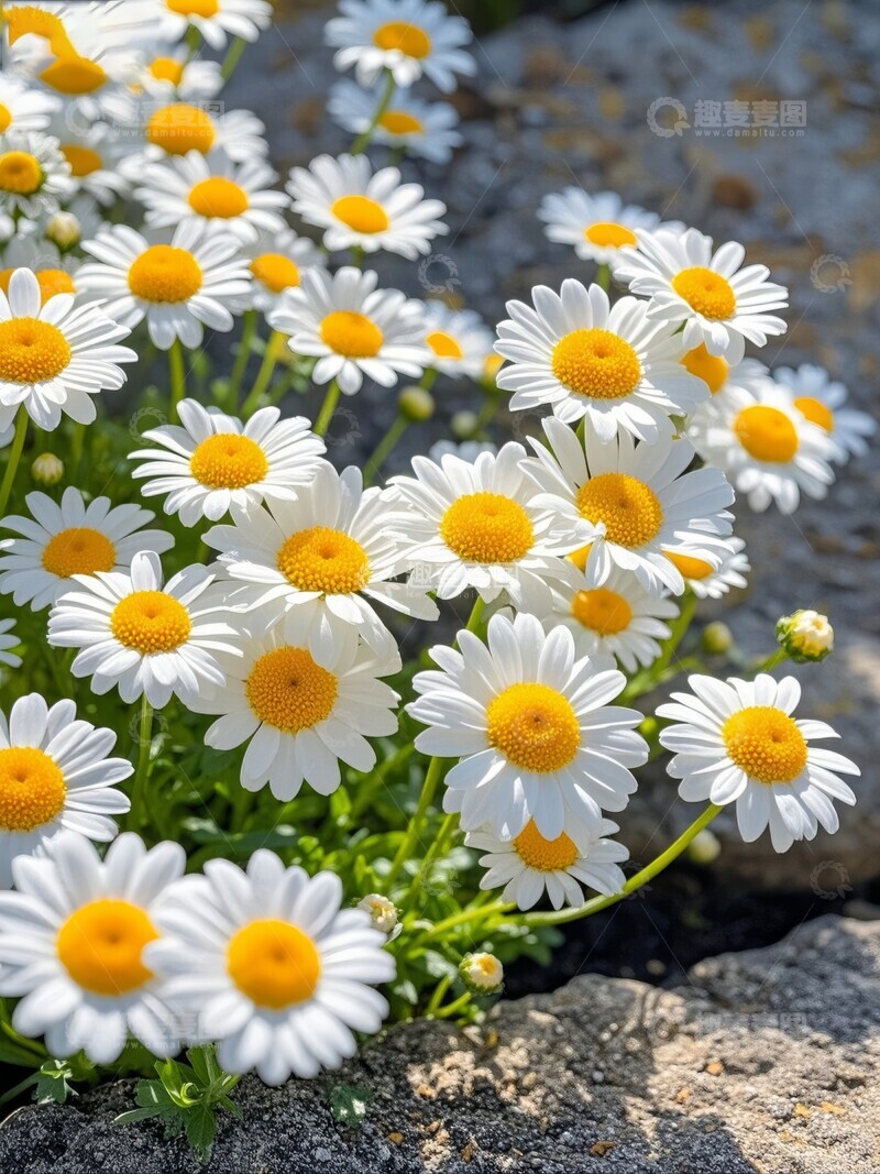 高清大图下载【趣麦麦图】岩石上盛开的雏菊花丛