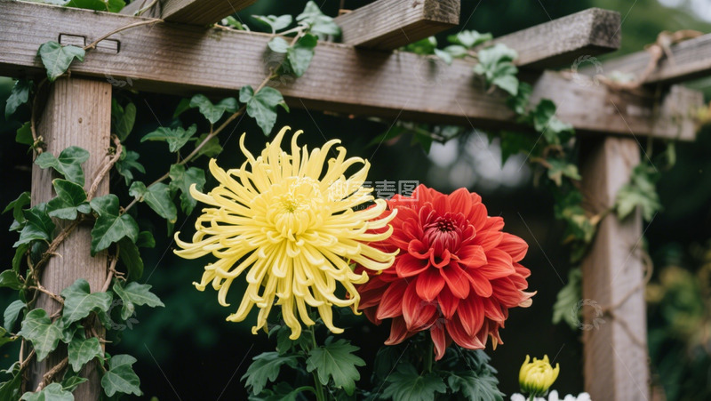 高清大图下载【趣麦麦图】盛开的金丝菊