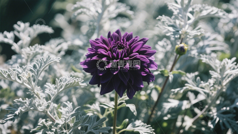 高清大图下载【趣麦麦图】自然花朵近景实拍