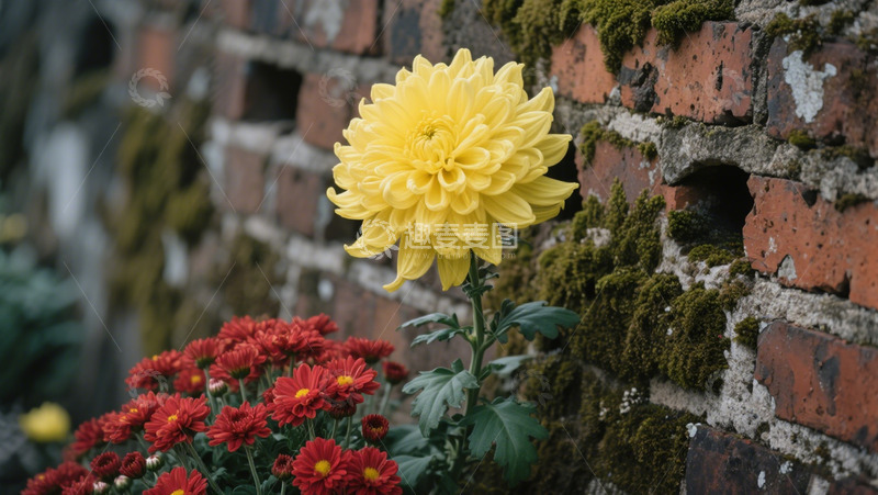 高清大图下载【趣麦麦图】墙边盛开的菊花
