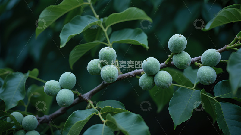 高清大图下载【趣麦麦图】核桃生长环境