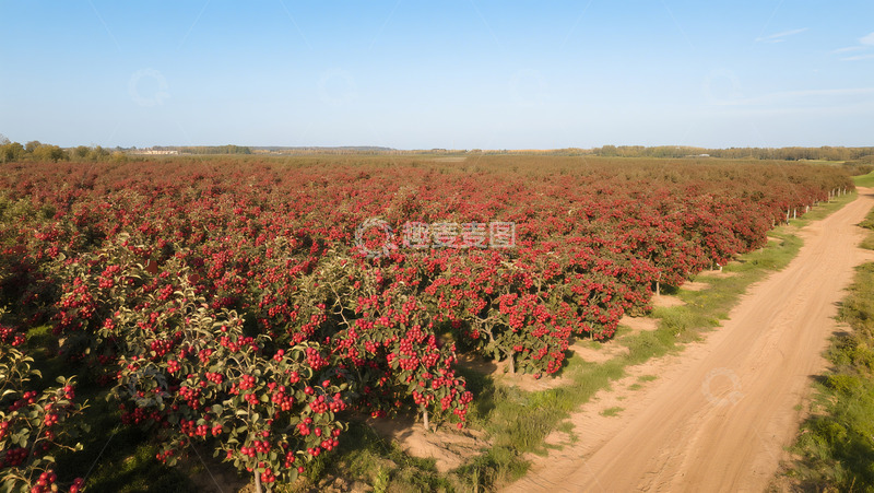 高清大图下载【趣麦麦图】俯拍园林果树成长