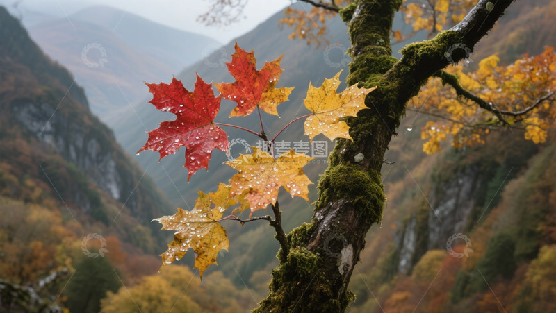 高清大图下载【趣麦麦图】山间枫叶特写