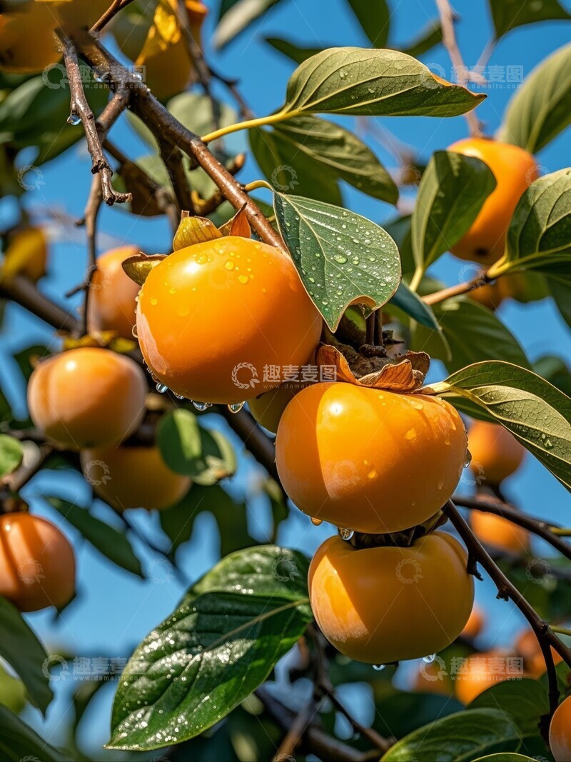 高清大图下载【趣麦麦图】枝头挂满橙色柿子，绿叶相伴