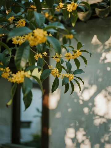 墙边的桂花树阳光洒落
