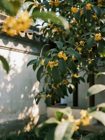 墙边桂花树阳光洒落