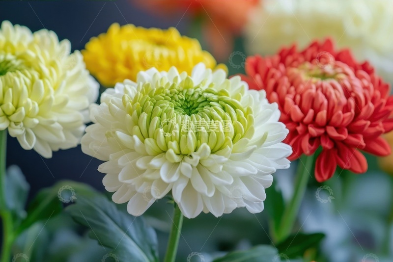 高清大图下载【趣麦麦图】盛开的千瓣球形菊花