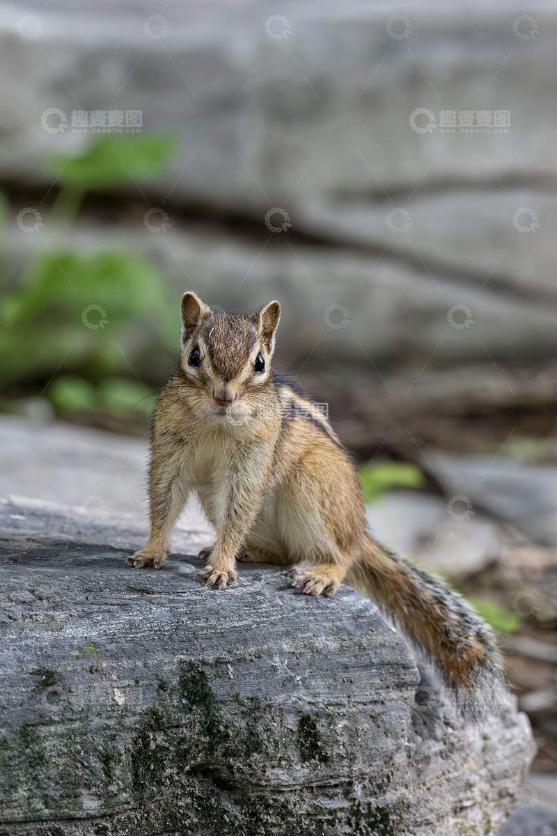 高清大图下载【趣麦麦图】林间的小松鼠