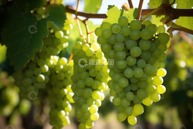 高清大图下载【趣麦麦图】绿色的葡萄园葡萄特写