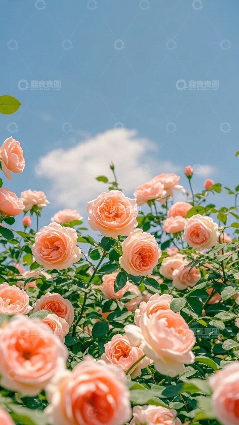 高清大图下载【趣麦麦图】阳光下的玫瑰花田3