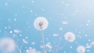 蓝天下的蒲公英4