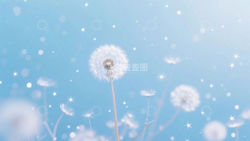 高清大图下载【趣麦麦图】蓝天下的蒲公英4
