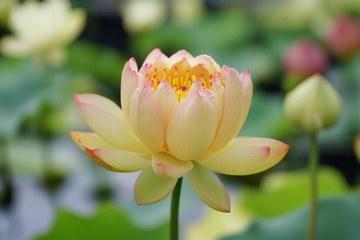 盛开的黄色莲花