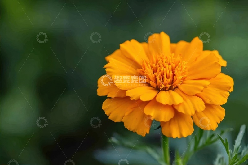 高清大图下载【趣麦麦图】一朵盛开的小菊花