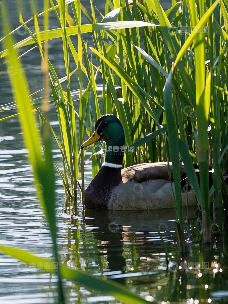 高清大图下载【趣麦麦图】湖面中鸭子与水草