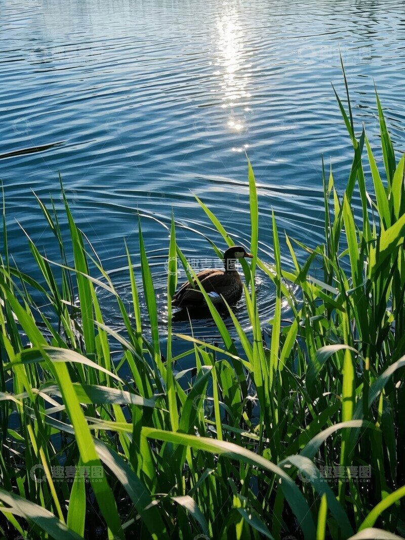 高清大图下载【趣麦麦图】湖畔芦苇中的鸭子