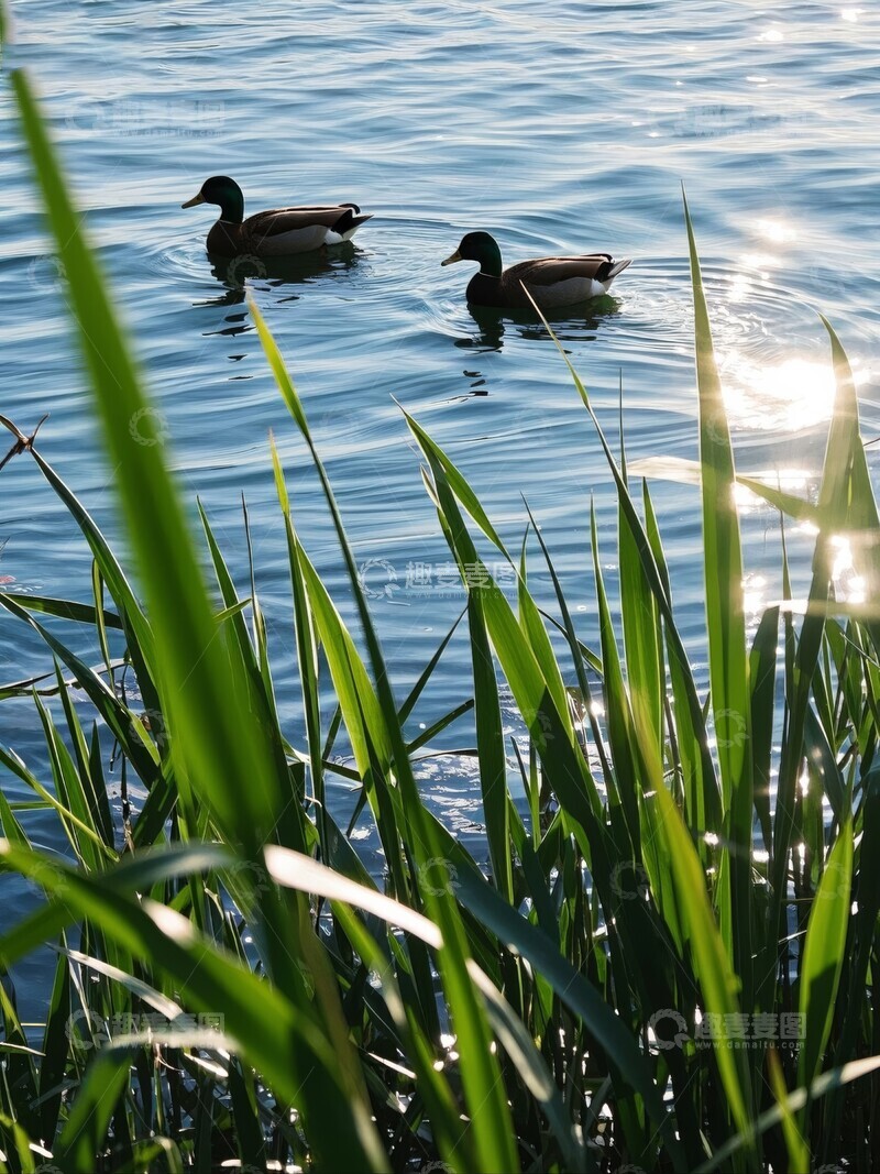 高清大图下载【趣麦麦图】湖畔芦苇丛中的两只鸭子