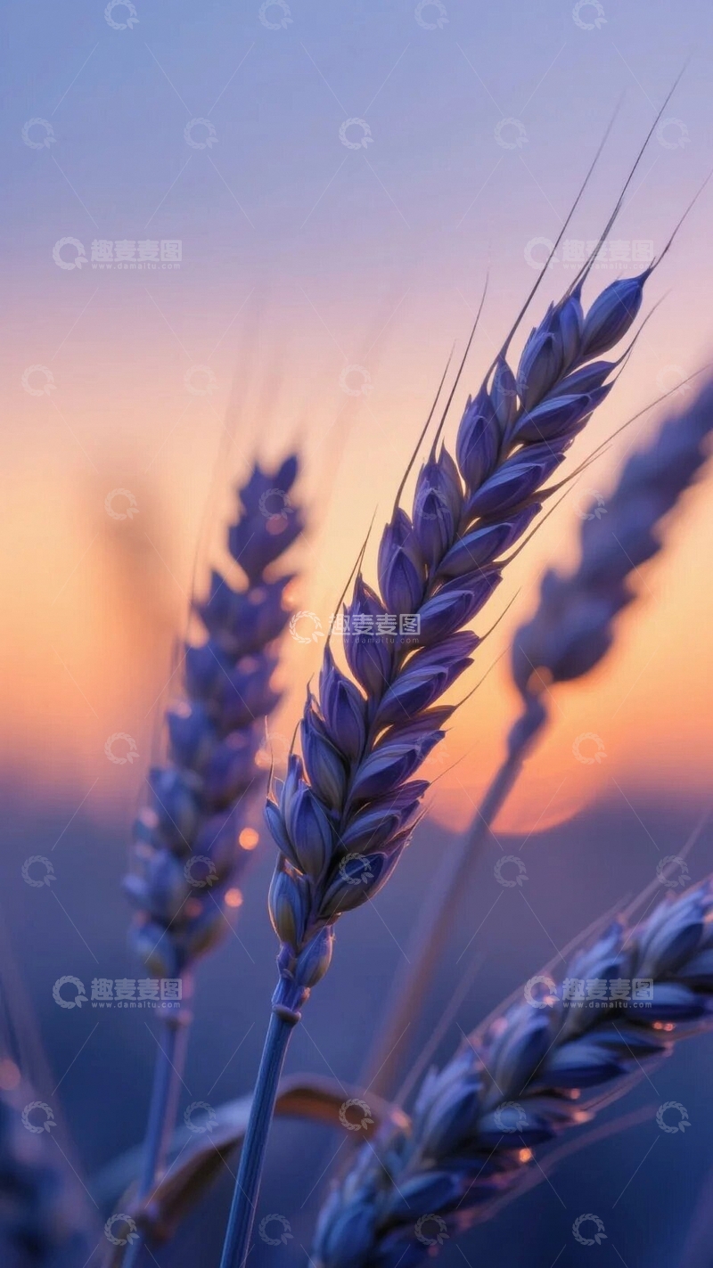 高清大图下载【趣麦麦图】丰收在望的麦穗2