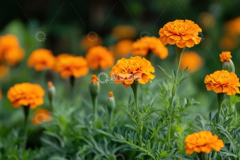 高清大图下载【趣麦麦图】小菊花花丛自然美景