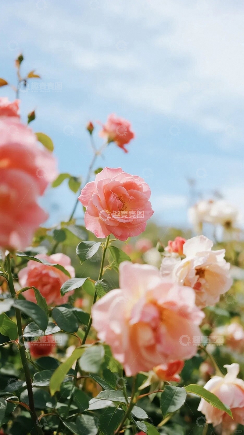 高清大图下载【趣麦麦图】浪漫的玫瑰花园1