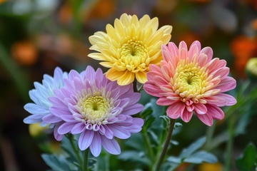 盛开的各色菊花花卉