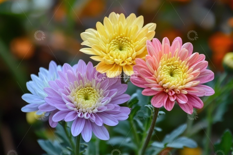 高清大图下载【趣麦麦图】盛开的各色菊花花卉