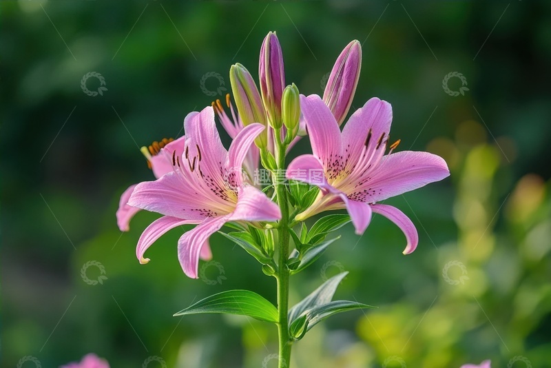 高清大图下载【趣麦麦图】盛开的粉色百合花