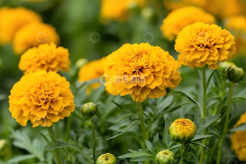 高清大图下载【趣麦麦图】盛开的小菊花花田