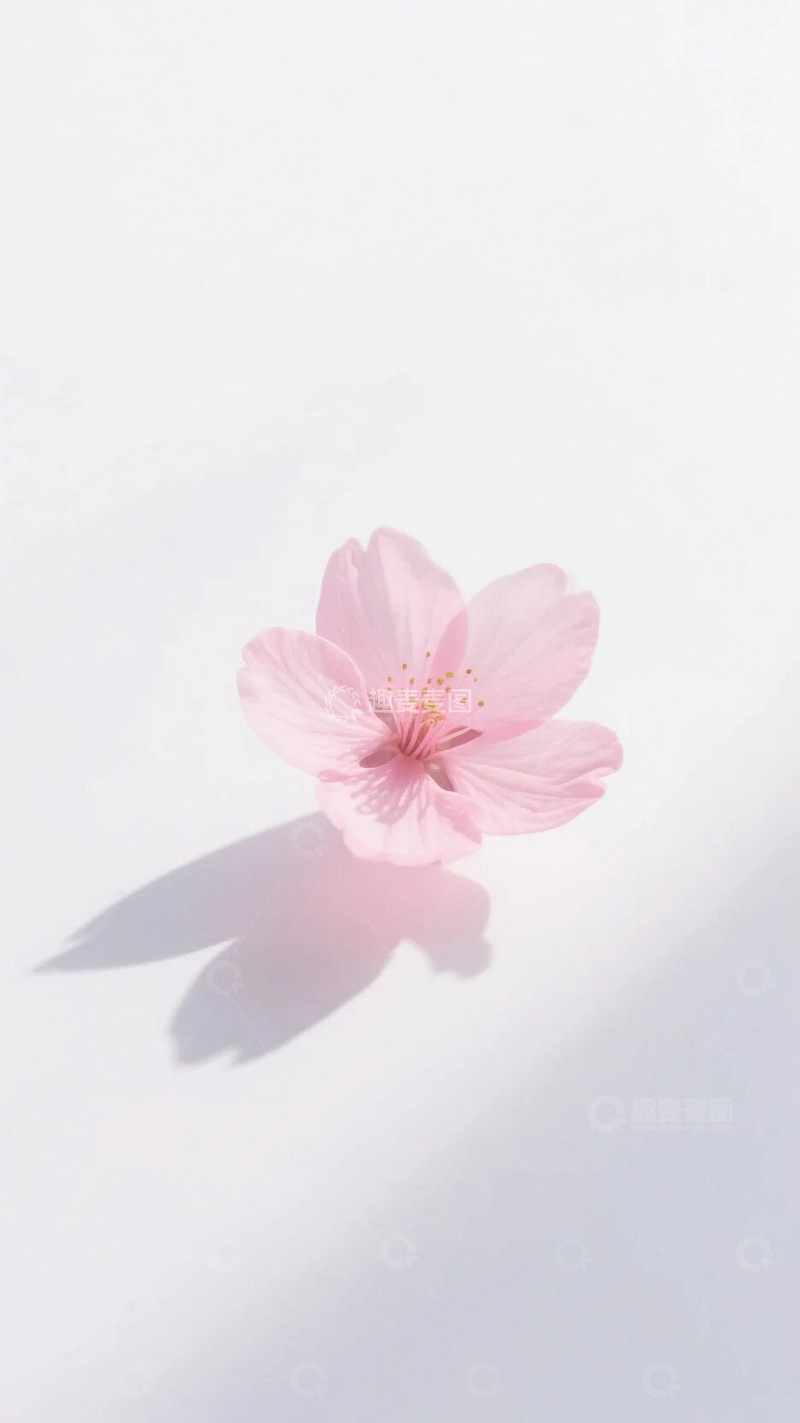 高清大图下载【趣麦麦图】纯净背景下的樱花3