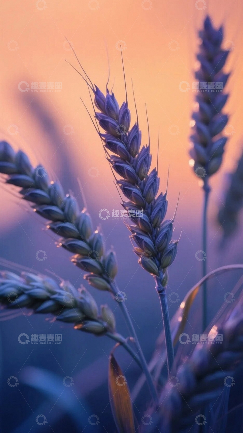 高清大图下载【趣麦麦图】丰收在望的麦穗