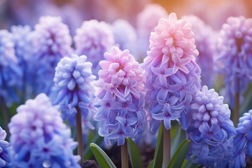 蓝色的风信子花卉