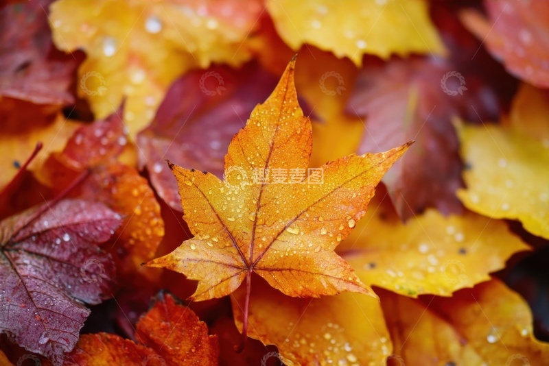 高清大图下载【趣麦麦图】铺满地面的枫叶落叶