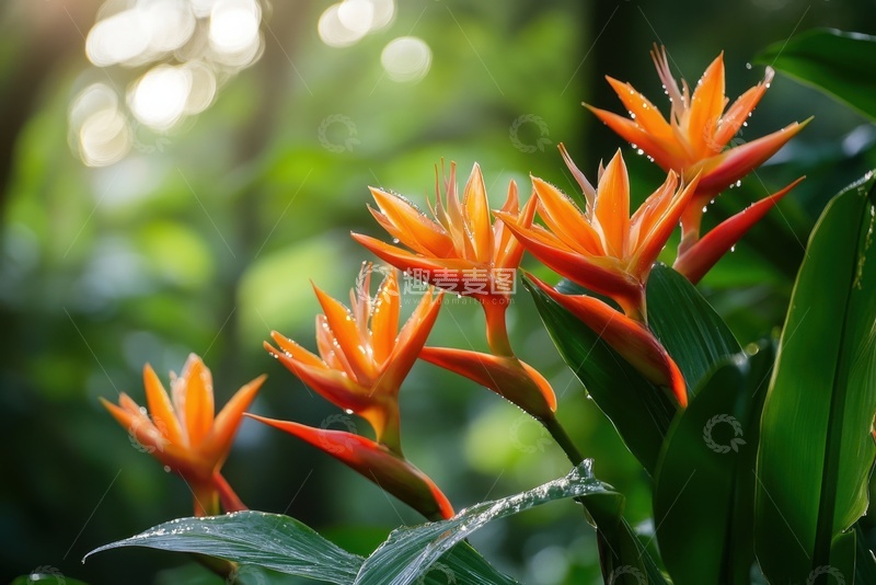 高清大图下载【趣麦麦图】盛开的鲜花花卉植物