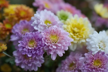 盛开的一簇菊花花卉