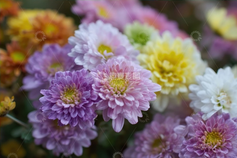 高清大图下载【趣麦麦图】盛开的一簇菊花花卉