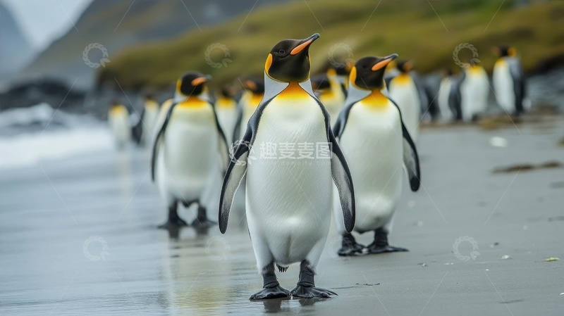 高清大图下载【趣麦麦图】南极冰川上的企鹅