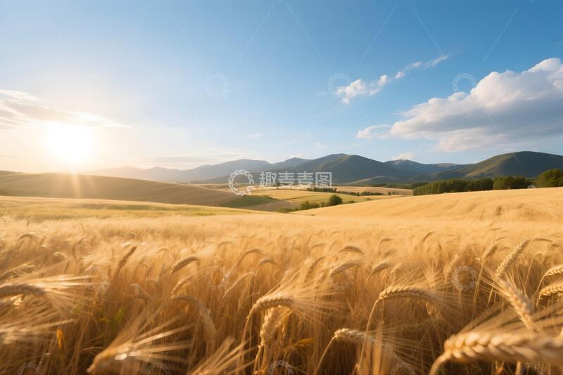 秋天美丽金黄色的稻田