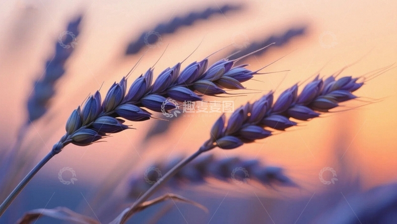 高清大图下载【趣麦麦图】夕阳下的麦穗2
