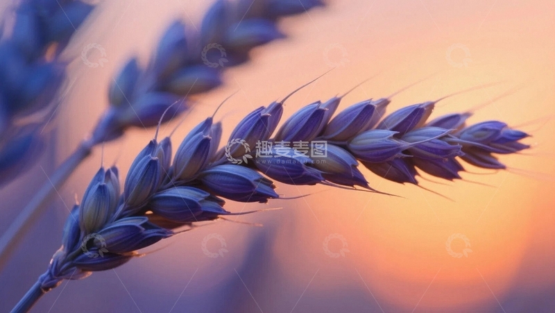 高清大图下载【趣麦麦图】夕阳下的麦穗1