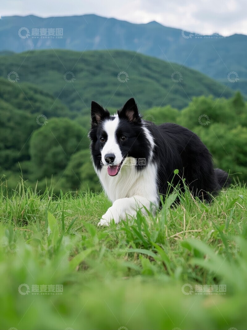 高清大图下载【趣麦麦图】边牧在山中草地上奔跑