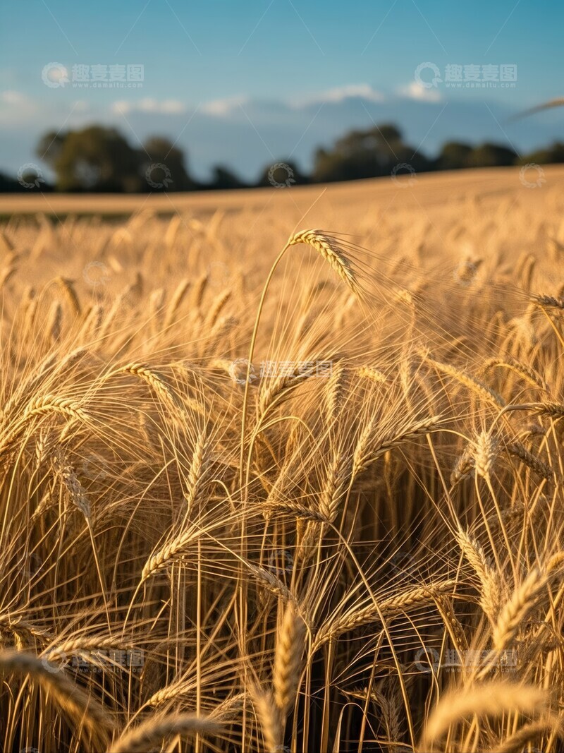 高清大图下载【趣麦麦图】成片金黄麦田在蓝天下