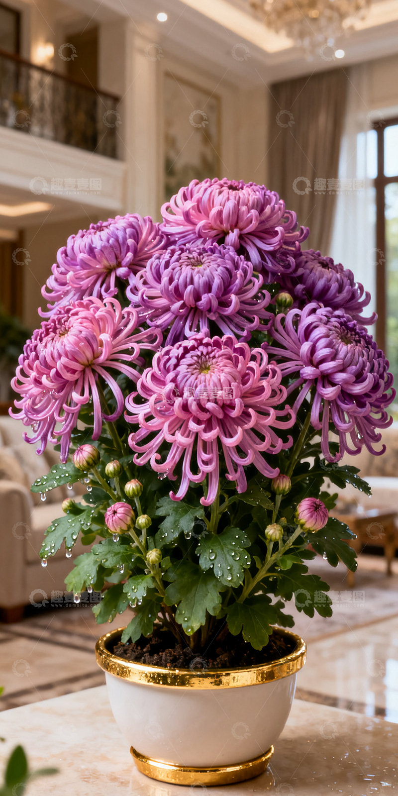 高清大图下载【趣麦麦图】紫色的盆栽紫菊