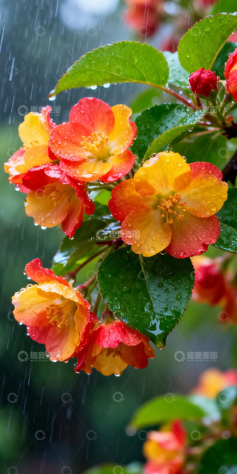 雨中绽放的花朵