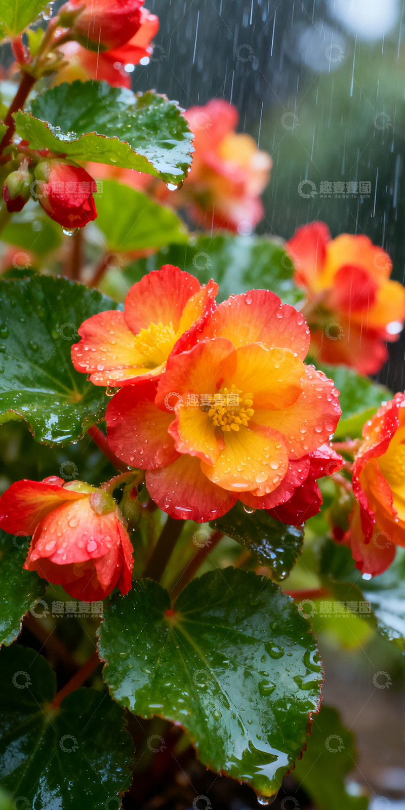 雨中绽放的小花朵