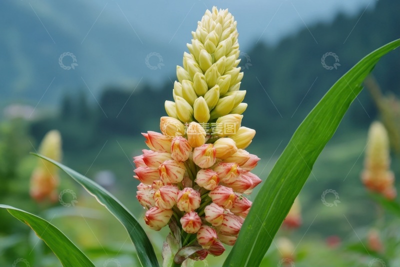 高清大图下载【趣麦麦图】盛开的花卉花苞植物