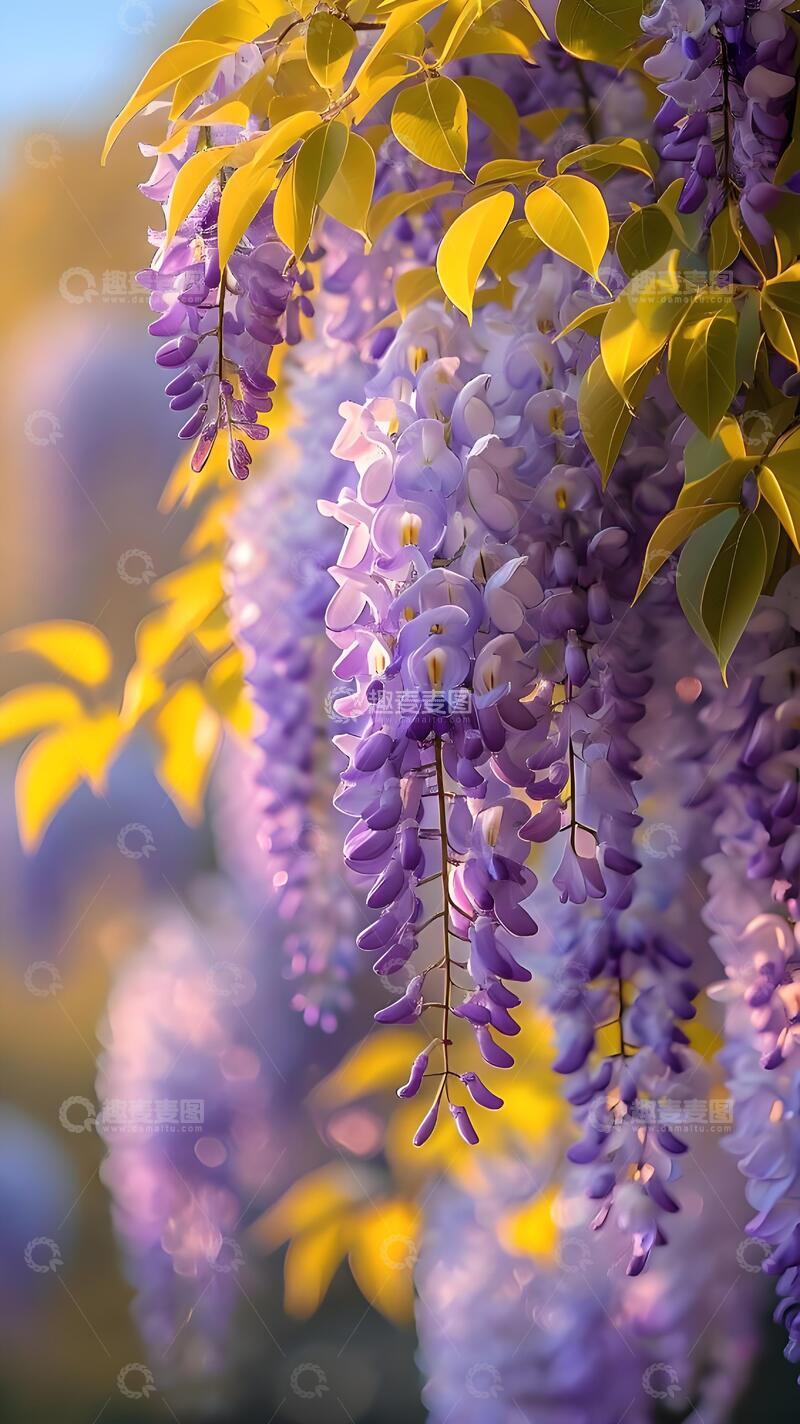 高清大图下载【趣麦麦图】治愈系紫藤花手机壁纸3