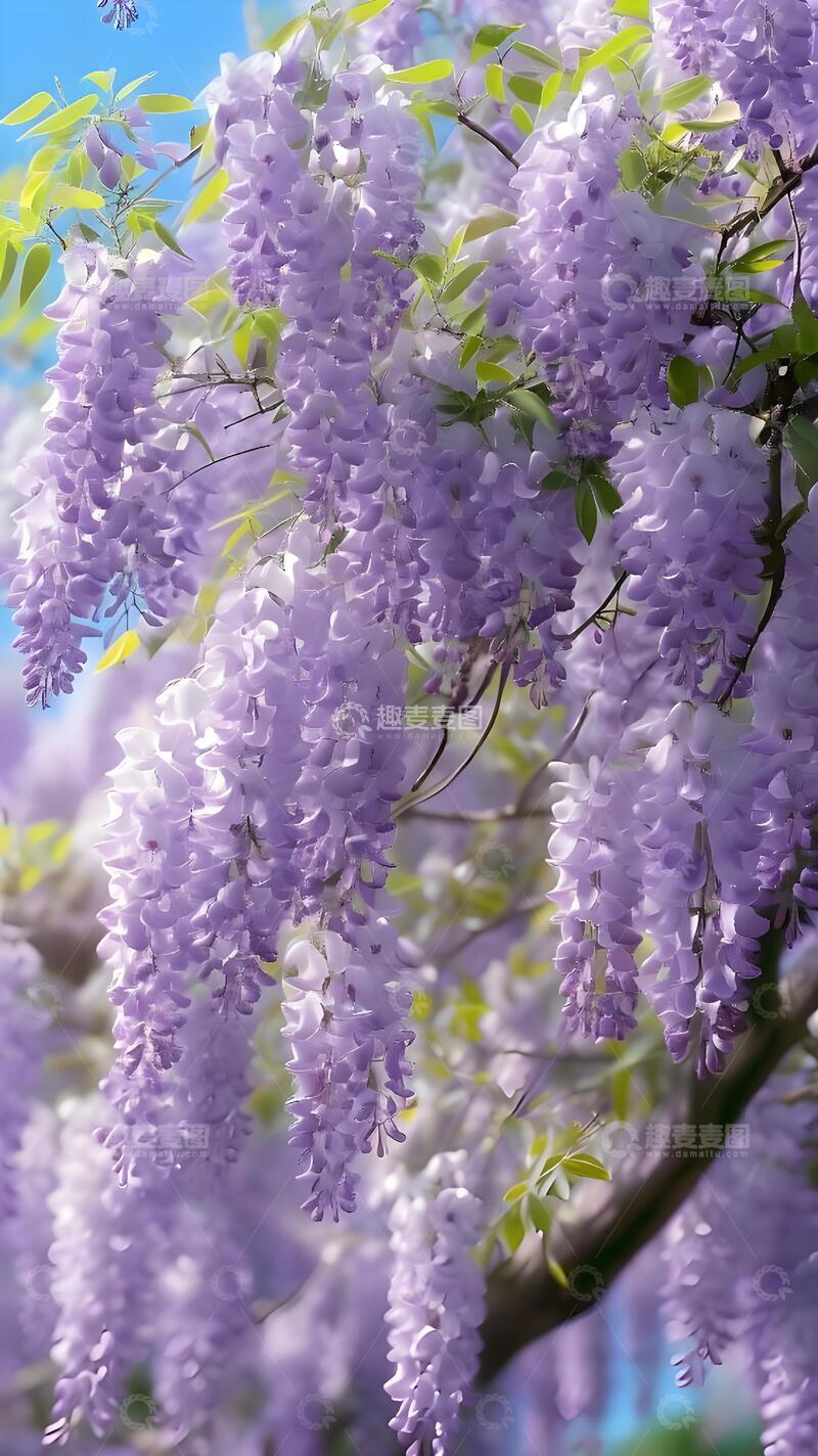 高清大图下载【趣麦麦图】治愈系紫藤花手机壁纸1