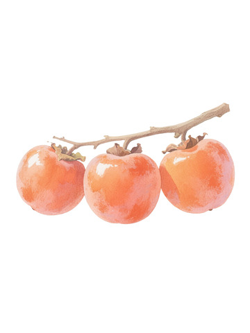 枝头三枚饱满诱人的柿子免扣元素png